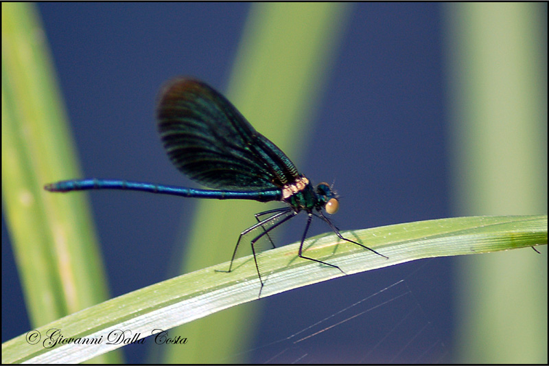 Damigelle da identificare
